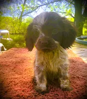  Choc/wht Roan Male, a male Cocker Spaniel for sale in Brainerd, MN – 1 of 6