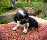 Black/wht  Female, a female Cocker Spaniel for sale in Brainerd, MN – 2 of 8