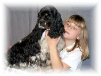 Black Male, a male Cocker Spaniel for sale in Brainerd, MN – 9 of 10
