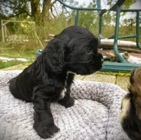 Black Female, a female Cocker Spaniel for sale in Brainerd, MN – 2 of 8