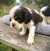 Choc/wht Male , a male Cocker Spaniel for sale in Brainerd, MN – 7 of 9