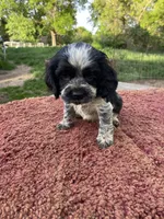 Black/wht Male , a male Cocker Spaniel for sale in Brainerd, MN – 3 of 7