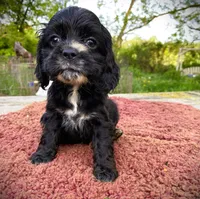 Black Male, a male Cocker Spaniel for sale in Brainerd, MN – 3 of 4