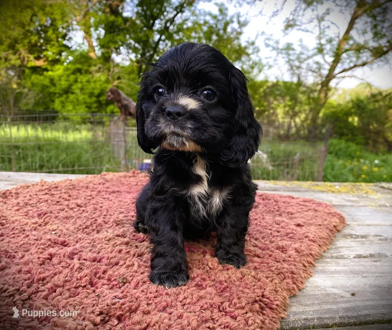 Black Male – Cocker Spaniel puppy for sale in Brainerd, MN