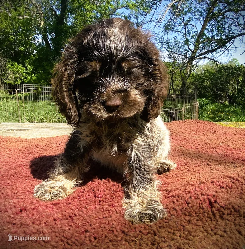 Choc/wht Roan Male – Cocker Spaniel puppy for sale in Brainerd, MN