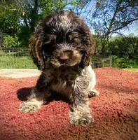 Choc/wht Roan Male, a male Cocker Spaniel for sale in Brainerd, MN – 1 of 7