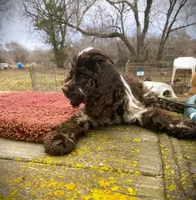 Choc/Wht Parti/Roan Female, a female Cocker Spaniel for sale in Brainerd, MN – 2 of 6