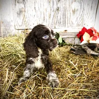 Choc/Wht Parti/Roan Female, a female Cocker Spaniel for sale in Brainerd, MN – Photo 5 of 6
