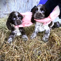 Choc/Wht Parti/Roan Female, a female Cocker Spaniel for sale in Brainerd, MN – Photo 3 of 6