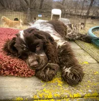 Choc/Wht Parti/Roan Female, a female Cocker Spaniel for sale in Brainerd, MN – 3 of 6