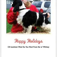 Choc/Wht Parti/Roan Female, a female Cocker Spaniel for sale in Brainerd, MN – Photo 4 of 6