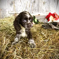 Choc/Wht Parti/Roan Female, a female Cocker Spaniel for sale in Brainerd, MN – Photo 6 of 6