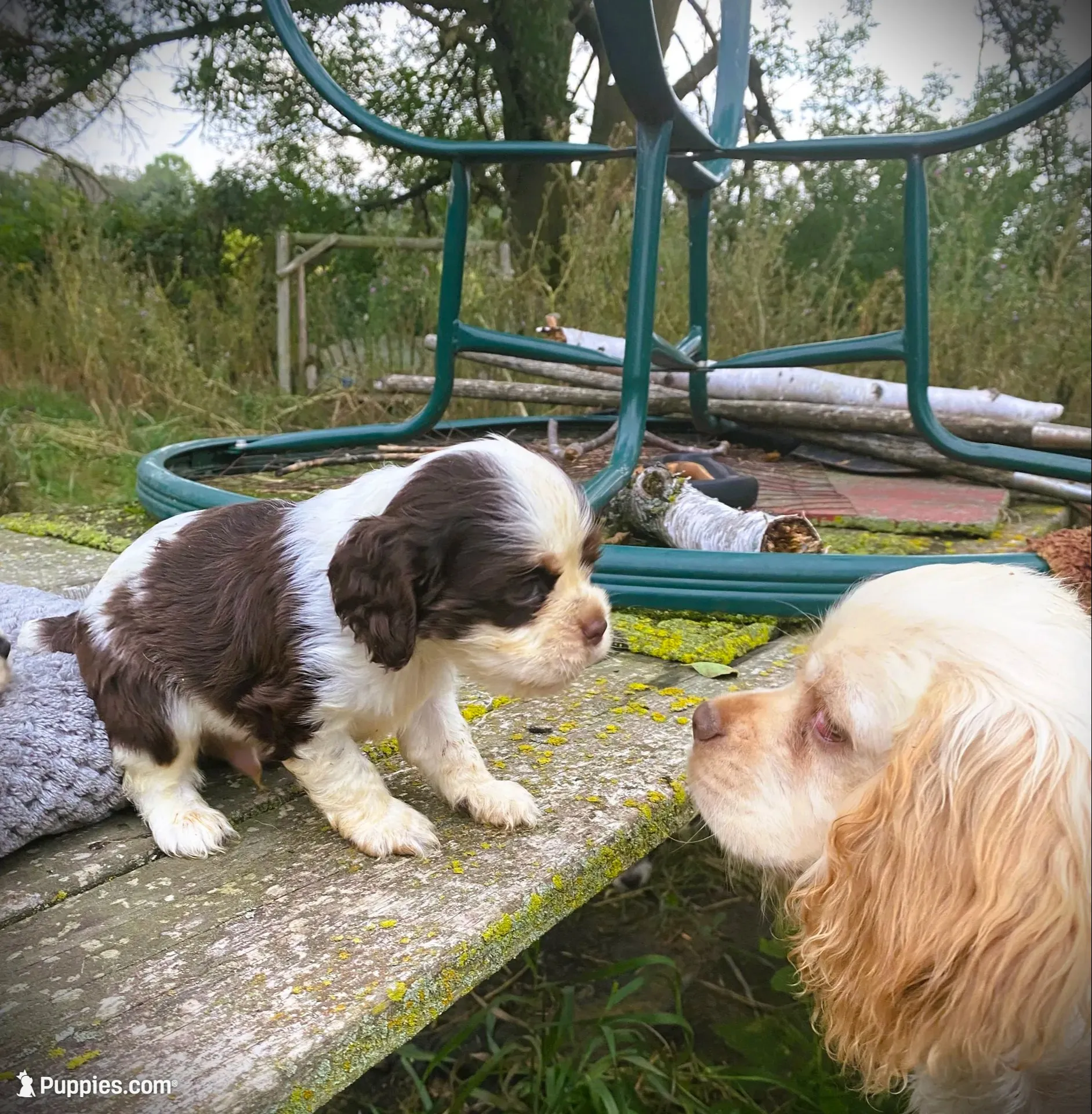 Choc/wht Male , a male Cocker Spaniel for sale in Brainerd, MN – 6 of 9