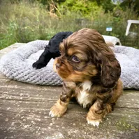 Sable  Male, a male Cocker Spaniel for sale in Brainerd, MN – 2 of 8