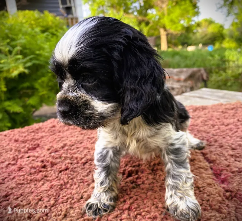 Black/wht Male  – Cocker Spaniel puppy for sale in Brainerd, MN