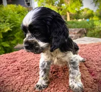 Black/wht Male , a male Cocker Spaniel for sale in Brainerd, MN – 1 of 7