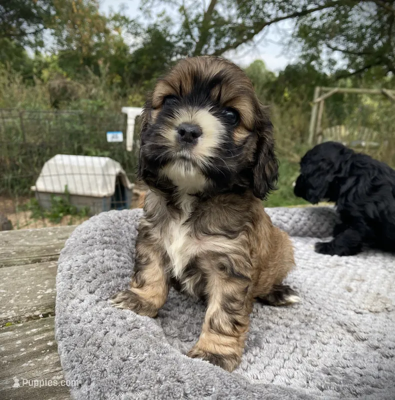Sable Female – Cocker Spaniel puppy for sale in Brainerd, MN