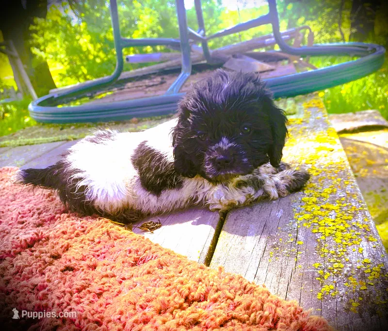 Black/wht Roan Girl – Cocker Spaniel puppy for sale in Brainerd, MN