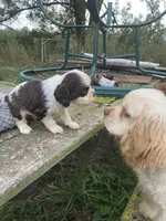 Choc/wht Male , a male Cocker Spaniel for sale in Brainerd, MN – 3 of 9
