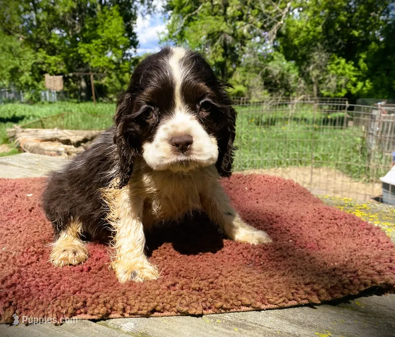 Choc/White Male – Cocker Spaniel puppy for sale in Brainerd, MN