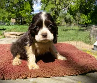 Choc/White Male, a male Cocker Spaniel for sale in Brainerd, MN – 1 of 5