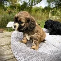 Sable Female, a female Cocker Spaniel for sale in Brainerd, MN – 4 of 10