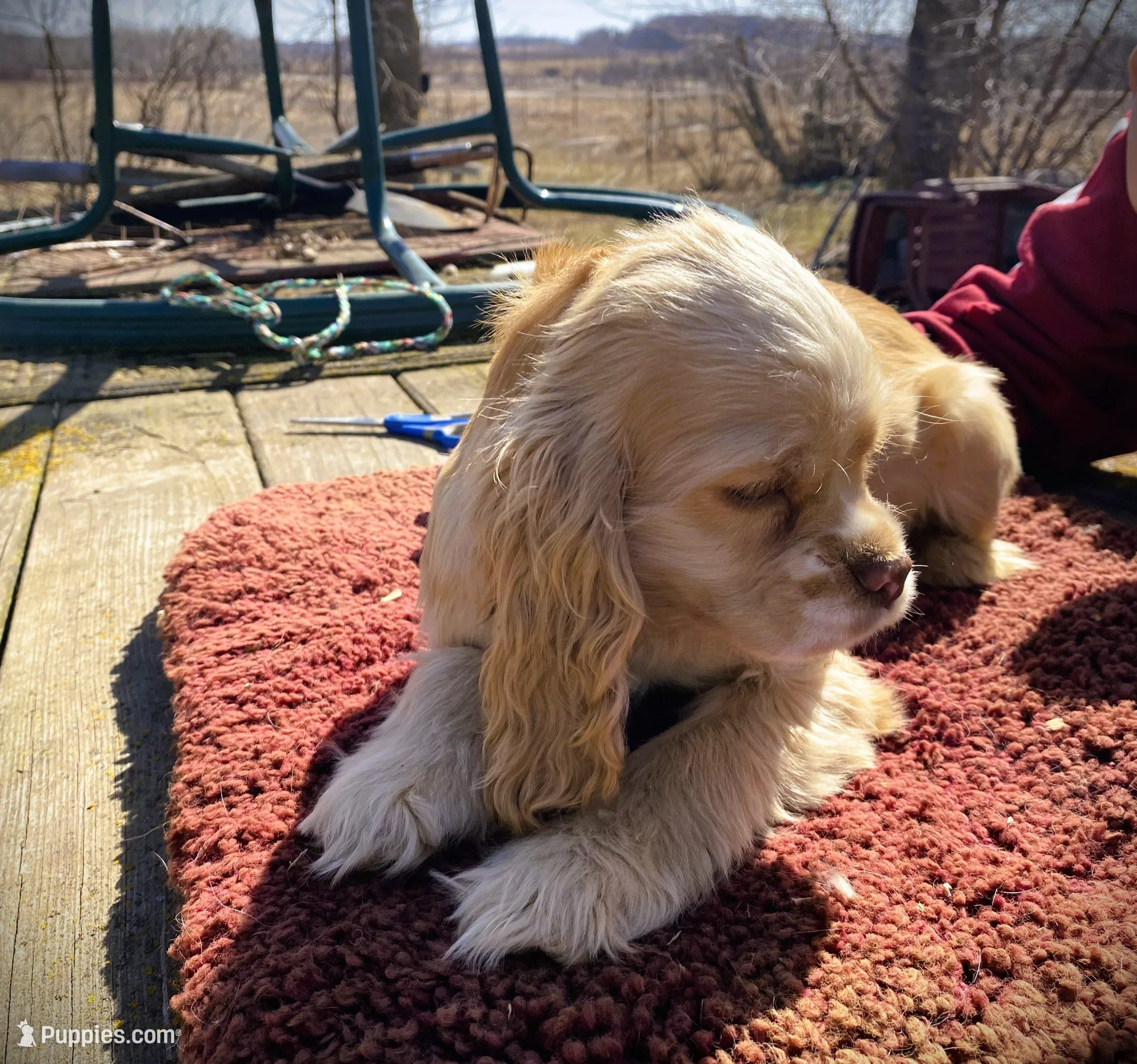 Buff Girl, a female Cocker Spaniel for sale in Brainerd, MN – 2 of 8