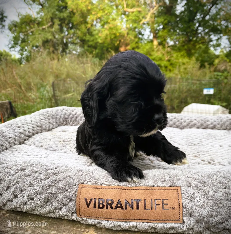Black Female – Cocker Spaniel puppy for sale in Brainerd, MN