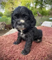 Black Male, a male Cocker Spaniel for sale in Brainerd, MN – 4 of 4