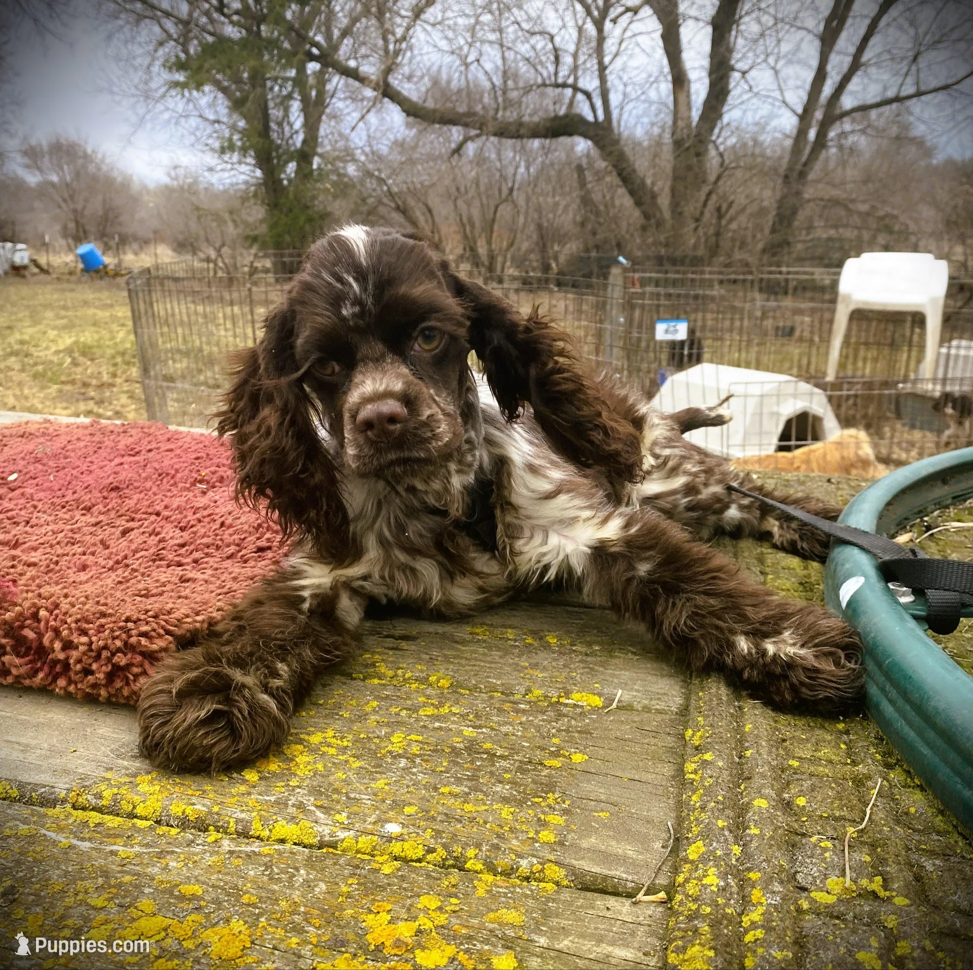 Choc/Wht Parti/Roan Female – Cocker Spaniel puppy for sale in Brainerd, MN