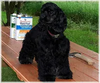 Black Female, a female Cocker Spaniel for sale in Brainerd, MN – 5 of 8