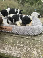 Black/wht Parti Girl, a female Cocker Spaniel for sale in Brainerd, MN – 6 of 8