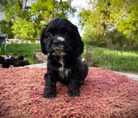 Black Male, a male Cocker Spaniel for sale in Brainerd, MN – 2 of 4