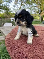 Black/Wht Tri  Male, a female Cocker Spaniel for sale in Brainerd, MN – 2 of 10