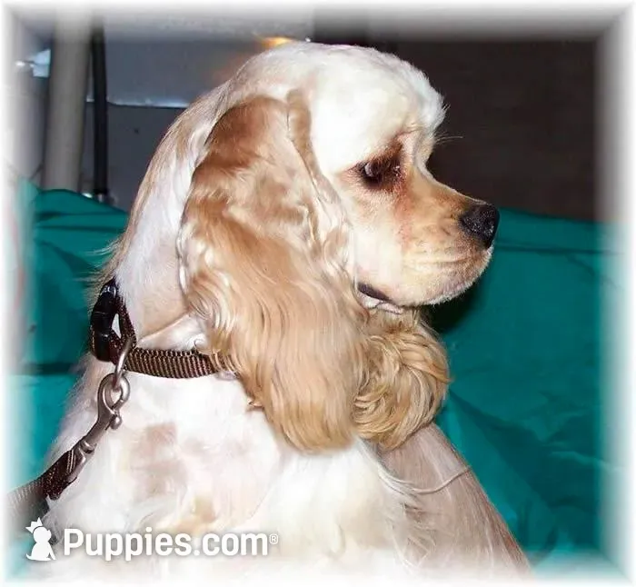 Black/wht Parti Girl, a female Cocker Spaniel for sale in Brainerd, MN – 8 of 8