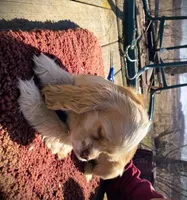 Buff Girl, a female Cocker Spaniel for sale in Brainerd, MN – 3 of 8