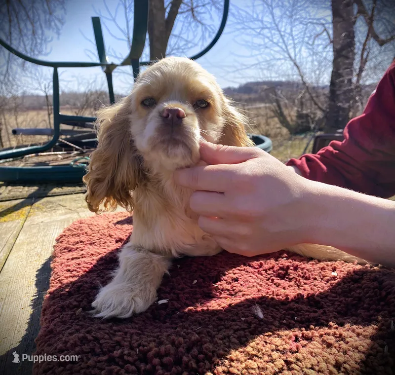 Buff Girl – Cocker Spaniel puppy for sale in Brainerd, MN