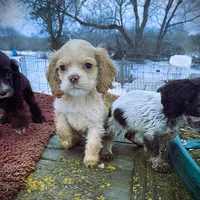 Buff Girl, a female Cocker Spaniel for sale in Brainerd, MN – Photo 3 of 5