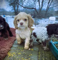 processed/0fd3e535-8fd1-4416-baf1-626b16fee227/listing/abdb4069-2db4-4c32-a495-b07adcfca60b/88c62691-8ce7-4f23-bb02-c5a2a50d4eba