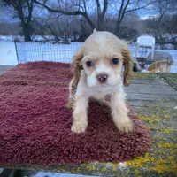 Buff Girl, a female Cocker Spaniel for sale in Brainerd, MN – Photo 4 of 5