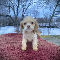 Buff Girl, a female Cocker Spaniel for sale in Brainerd, MN – Photo 1 of 5