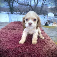 Buff Girl, a female Cocker Spaniel for sale in Brainerd, MN – Photo 2 of 5