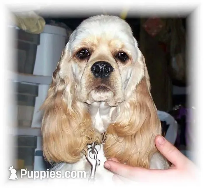 Black/wht Roan Girl, a female Cocker Spaniel for sale in Brainerd, MN – 4 of 5