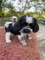 Black/wht Male , a male Cocker Spaniel for sale in Brainerd, MN – 7 of 7