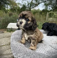 Sable Female, a female Cocker Spaniel for sale in Brainerd, MN – 5 of 10