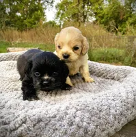  Buff Male, a male Cocker Spaniel for sale in Brainerd, MN – 3 of 10