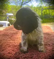  Choc/wht Roan Male, a male Cocker Spaniel for sale in Brainerd, MN – 3 of 6