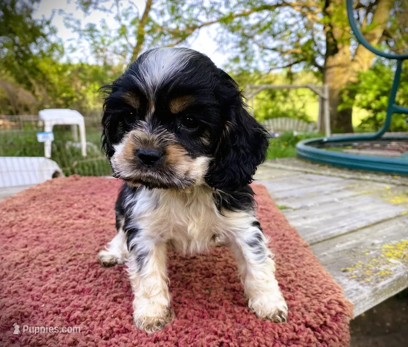 Black/Wht Tri  Male – Cocker Spaniel puppy for sale in Brainerd, MN