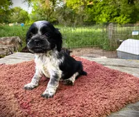 Black/wht  Female, a female Cocker Spaniel for sale in Brainerd, MN – 5 of 8
