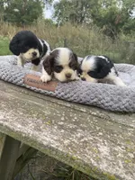 Choc/wht Male , a male Cocker Spaniel for sale in Brainerd, MN – 2 of 9